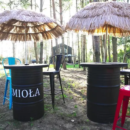 Jemioła Niedźwiady Małe