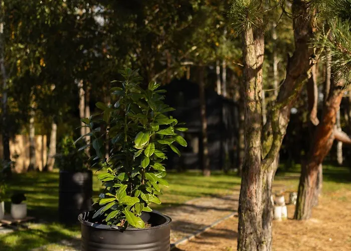 Jemiola Niedzwiady Male